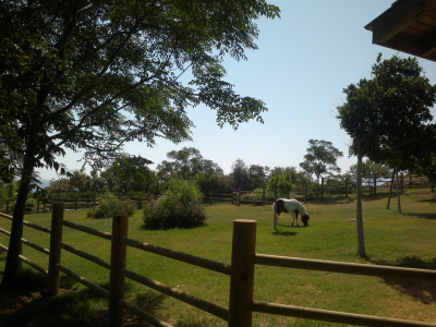 Çınar Ahşap | NET HOLDİNG - MERİT PARK OTEL - KIBRIS