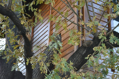 Çınar Ahşap | DR. NURAY HANIM - VİLLA - KONYA